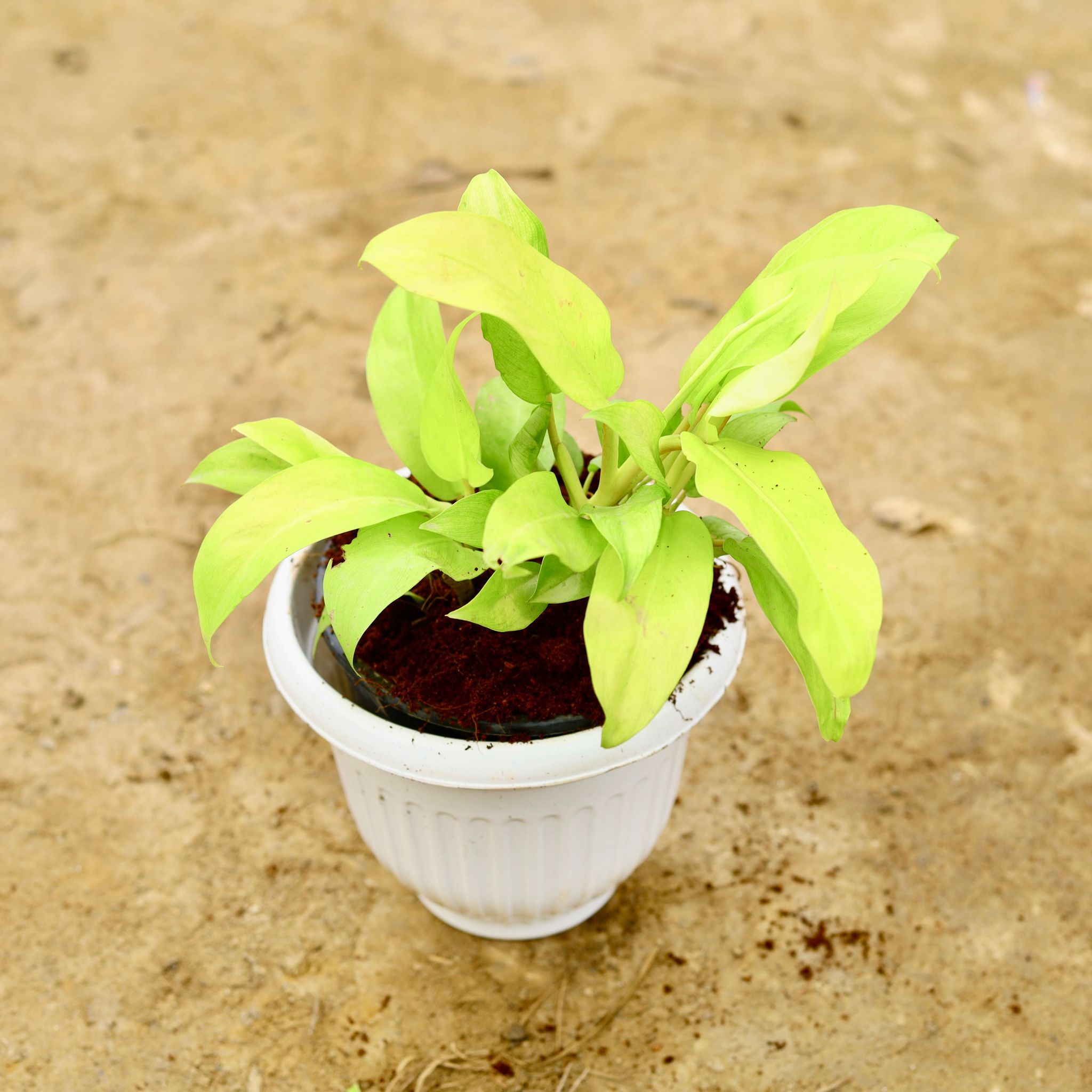 Philodendron Golden in 8 Inch White Olive Plastic Pot