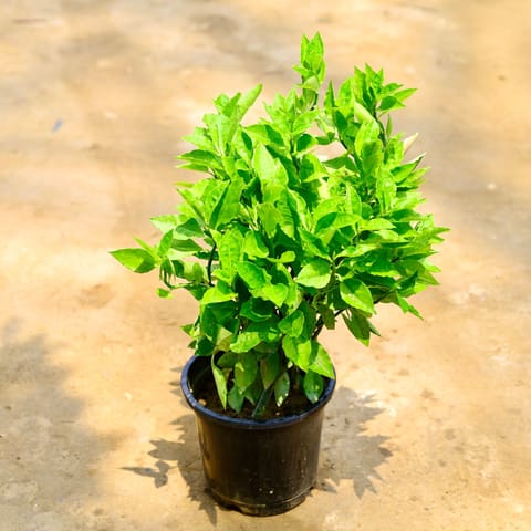 Pedilanthus / Devil'S Backbone in 10 Inch Nursery Pot