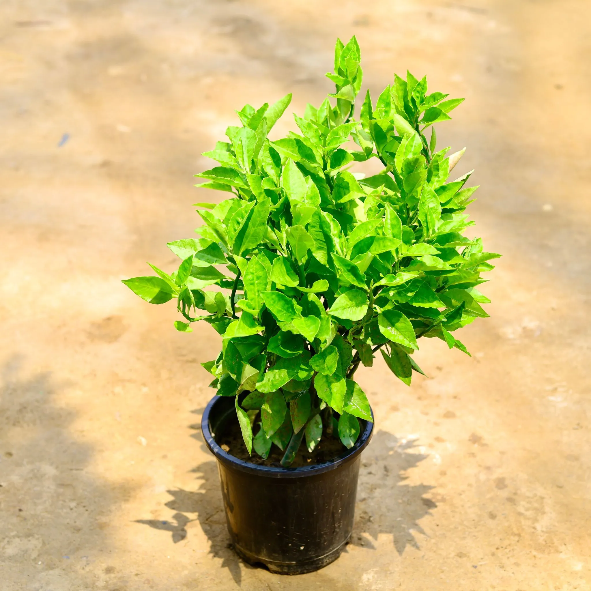 Pedilanthus / Devil'S Backbone in 10 Inch Nursery Pot