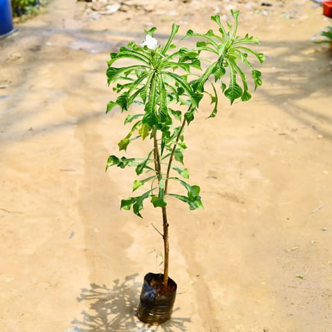 Naag Champa / Plumeria Pudica in 8 Inch Nursery Bag