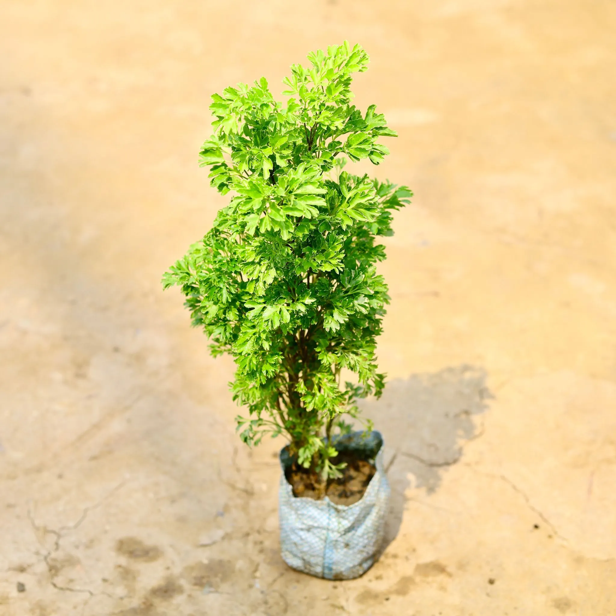 Aralia Japanese Light Green in 7 Inch Nursery Bag