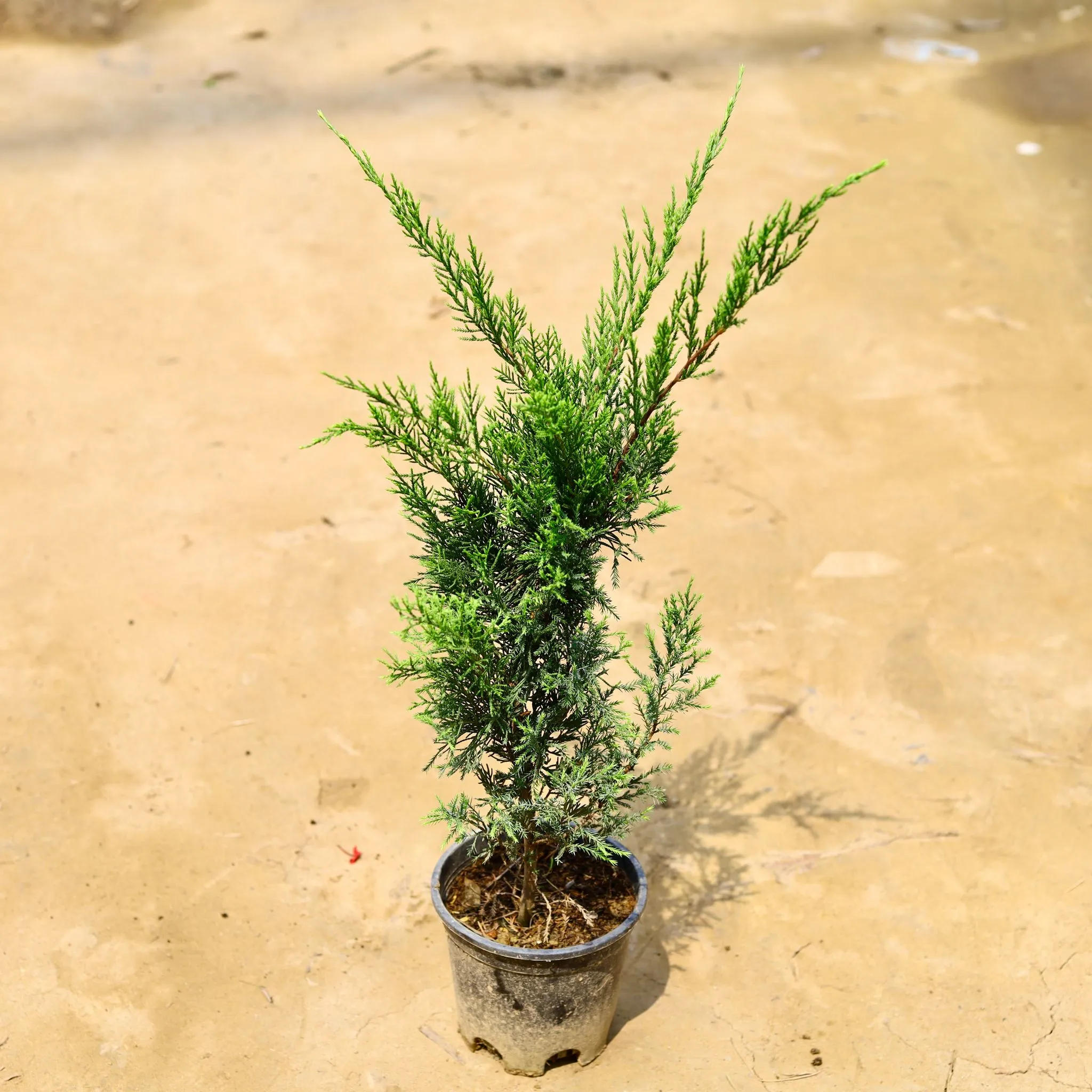 London Pine in 6 Inch Nursery Pot