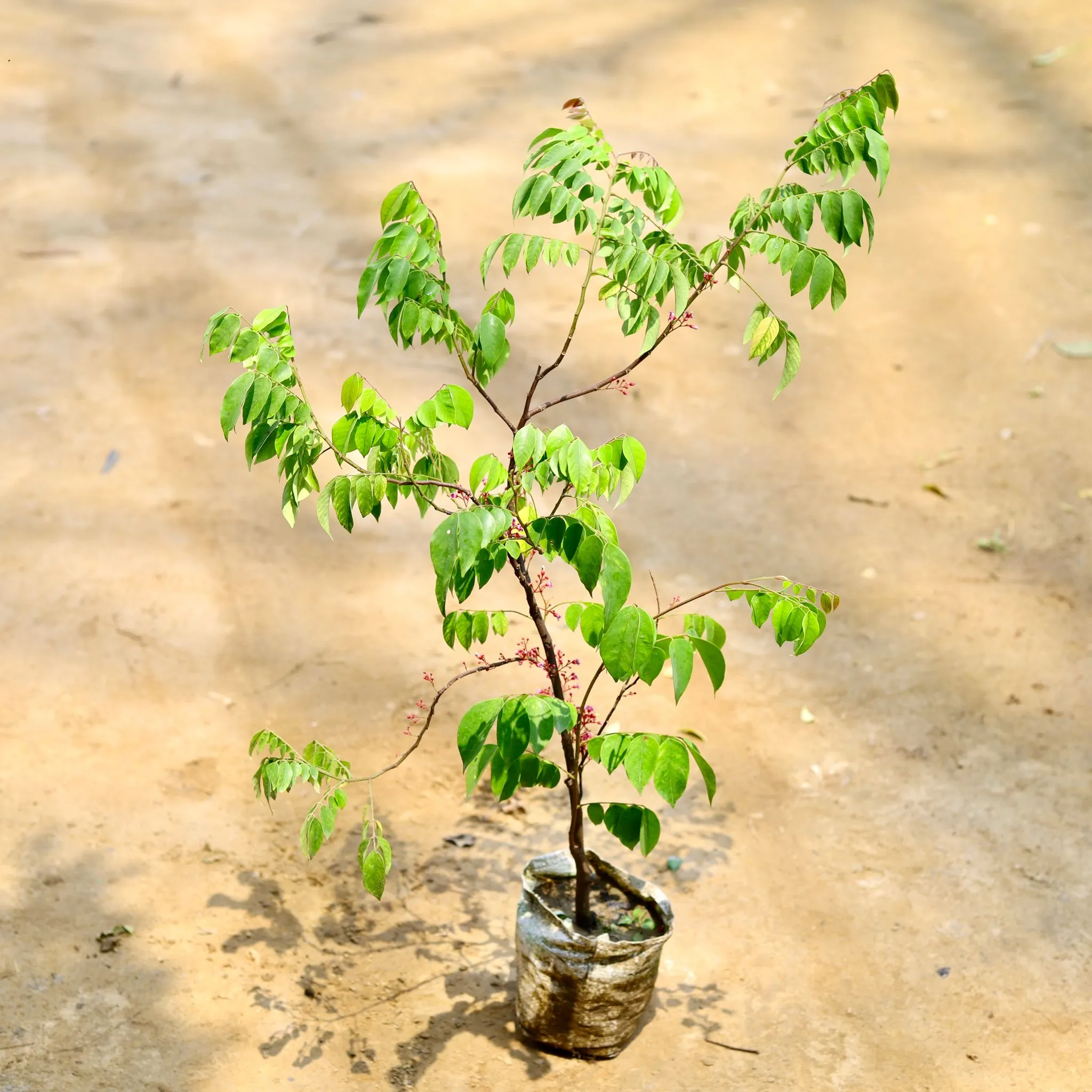 Star Fruit / Kamrakh in 7 Inch Nursery Bag