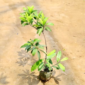 aquarium plant soil UNS Controsoil Brown Aquarium Soil — Buce Plant main image 1