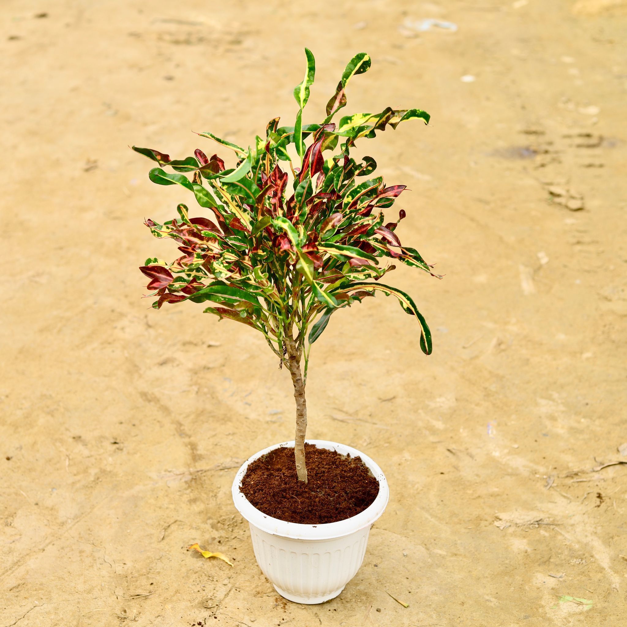 Croton Curly Boy in 6 Inch White Olive Plastic Pot