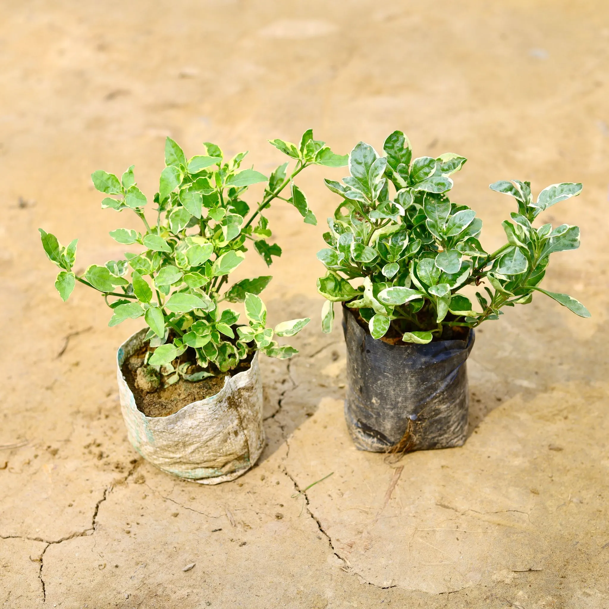 Set Of 2 - chinese violet / Asystasia & Alternanthera Variegated in 4 Inch Nursery Bag