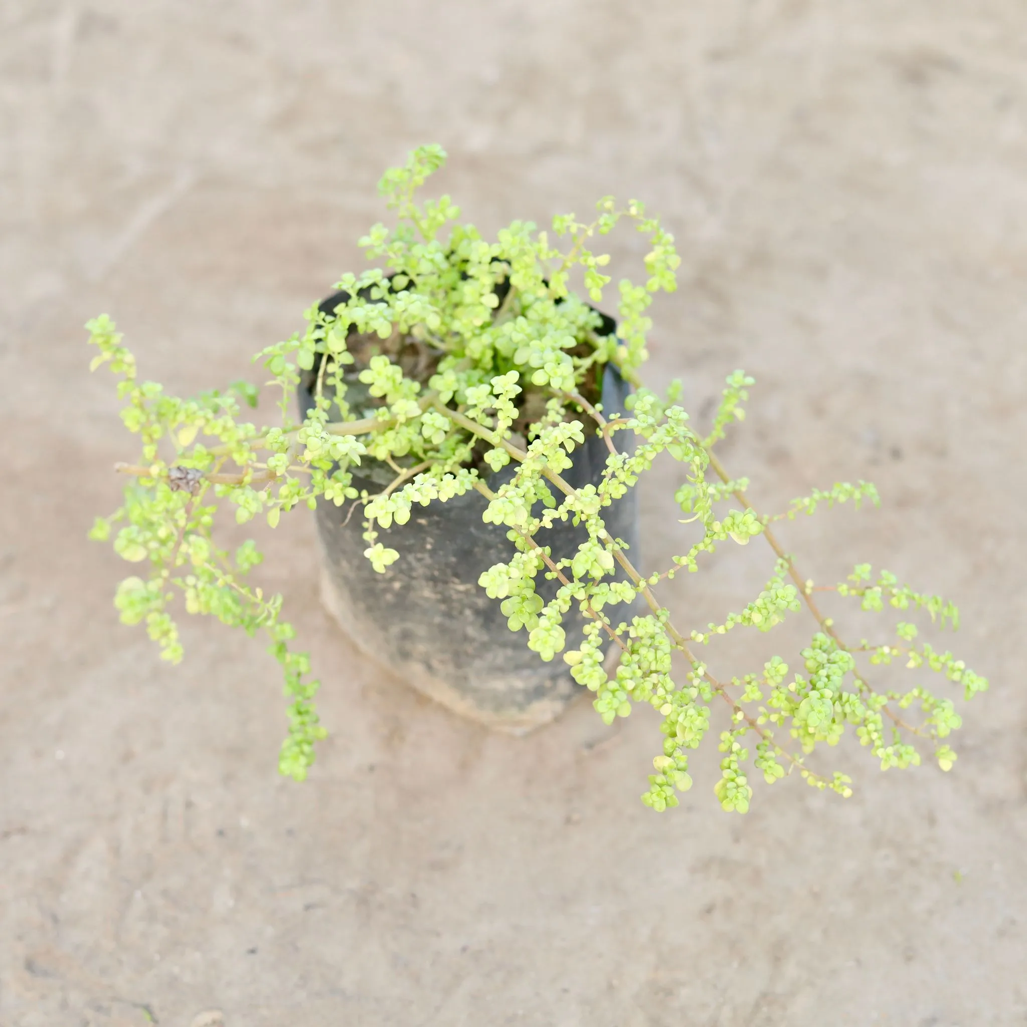 Baby Tears / Pilea Microphylla in 4 Inch Nursery Bag