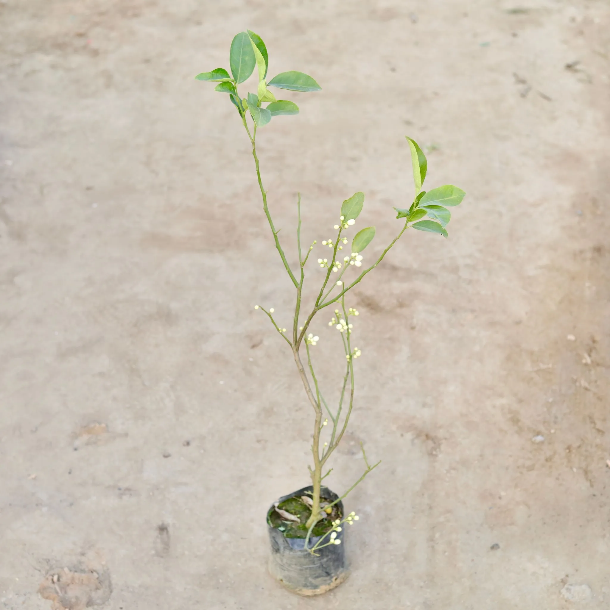 Musambi / Sweet Lemon in 6 Inch Nursery Bag