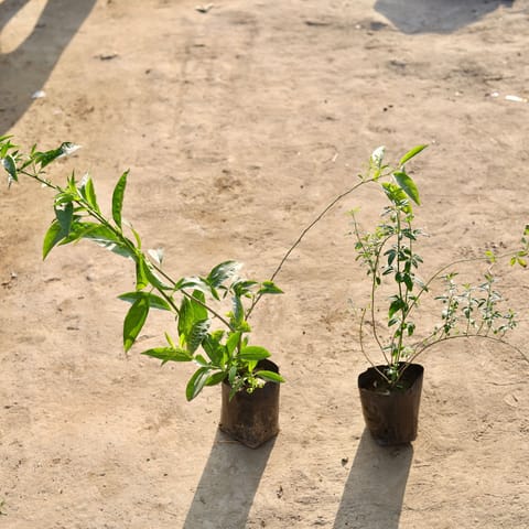 Set of 2 - Raat Ki Rani & Chameli in 4 Inch Nursery Bag