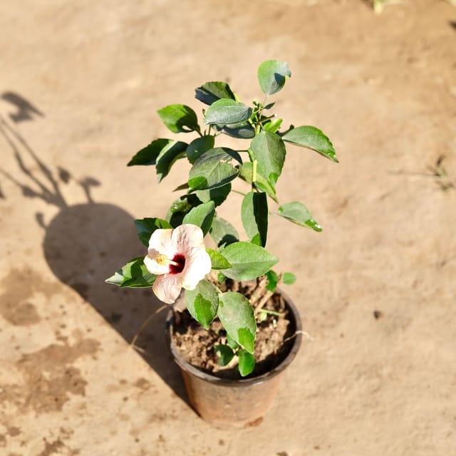 Hibiscus Hybrid (Any Colour) in 6 Inch Nursery Pot
