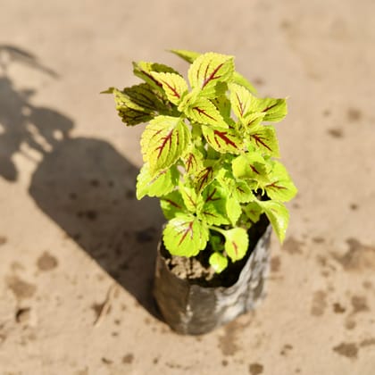 Buy Coleus Green in 4 Inch Nursery bag Online | Urvann.com