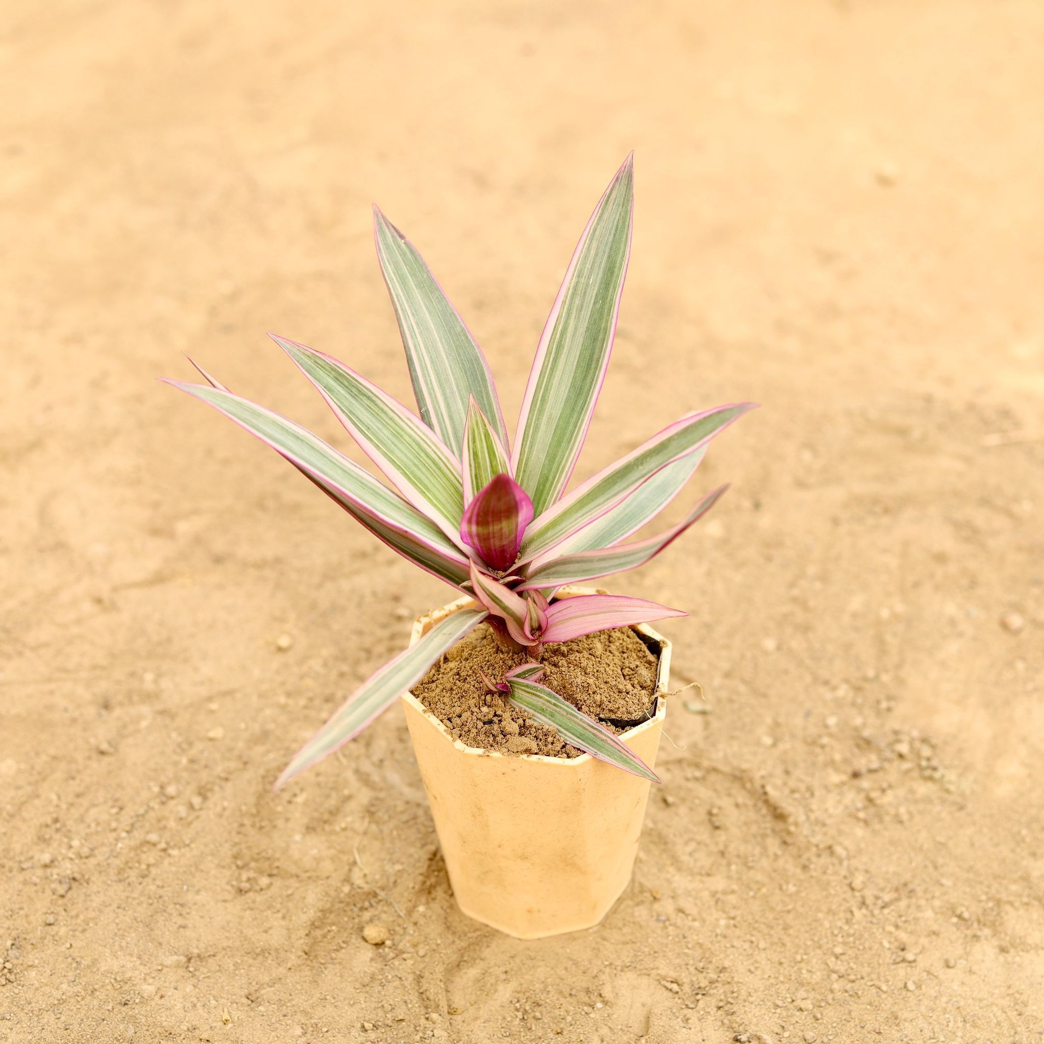 Rhoeo / Durangi Pink in 4 Inch Beige Marble Premium Diamanti Plastic Pot