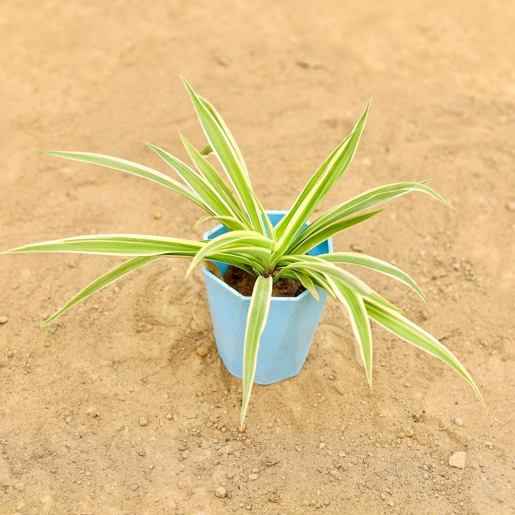 Spider in 4 Inch Blue Marble Premium Diamanti Plastic Pot