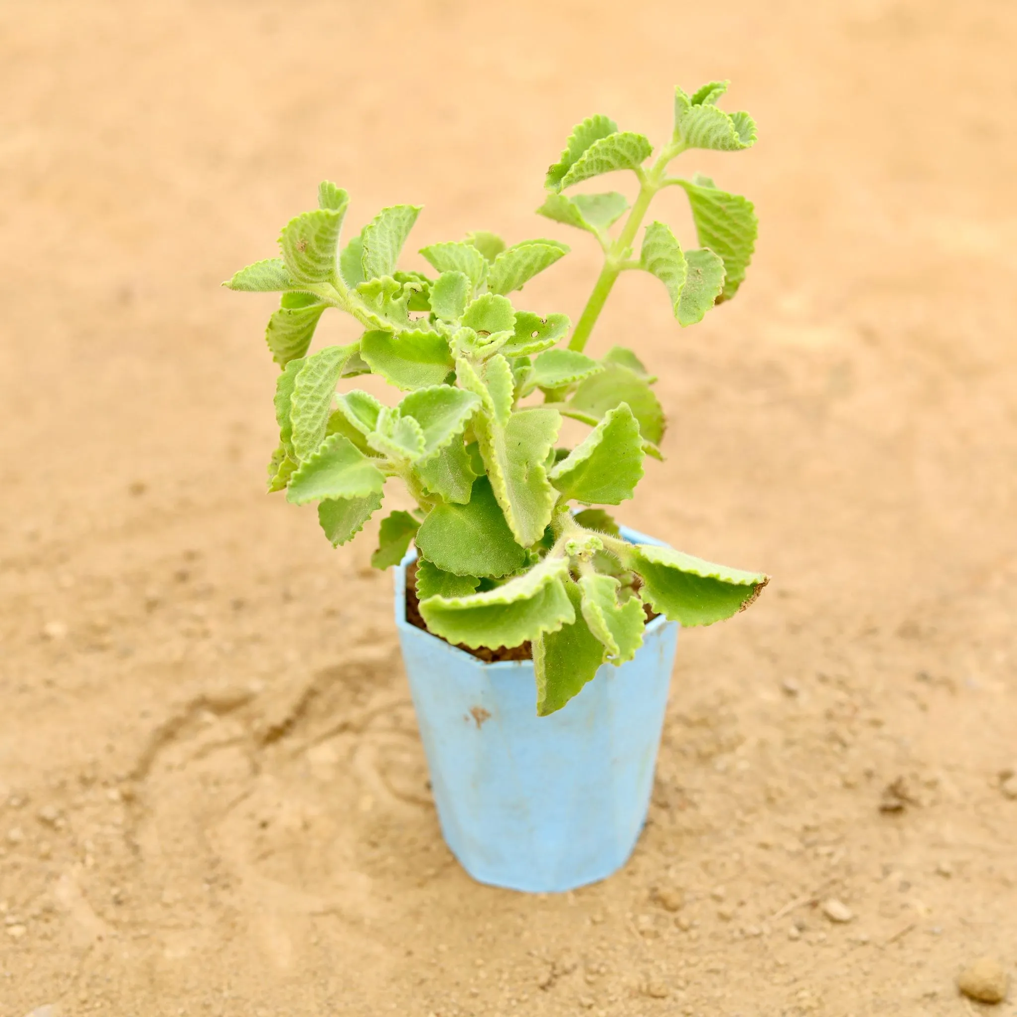 Ajwain in 4 Inch Blue Marble Premium Diamanti Plastic Pot