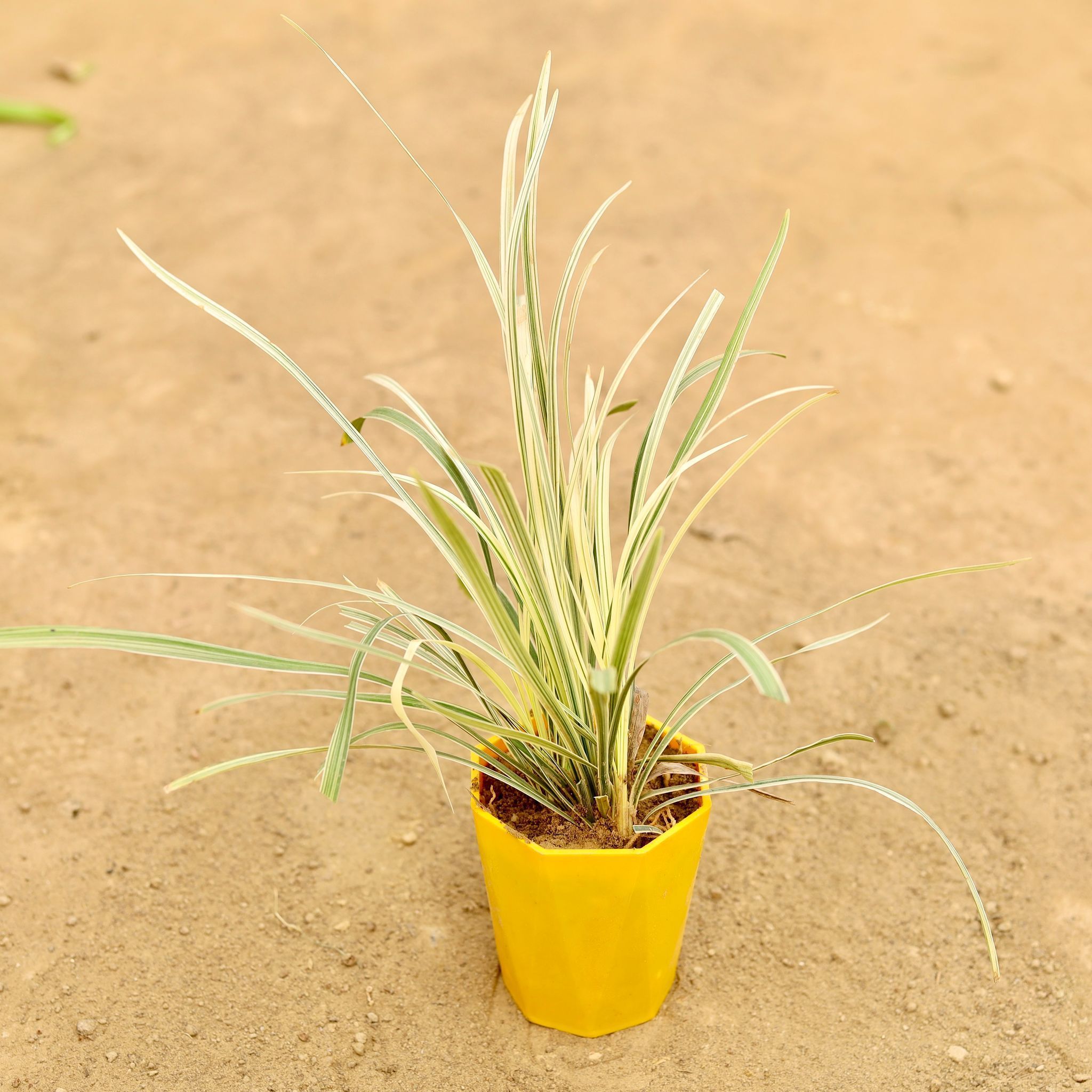 Ribbon Grass in 4 Inch Yellow Premium Diamanti Plastic Pot