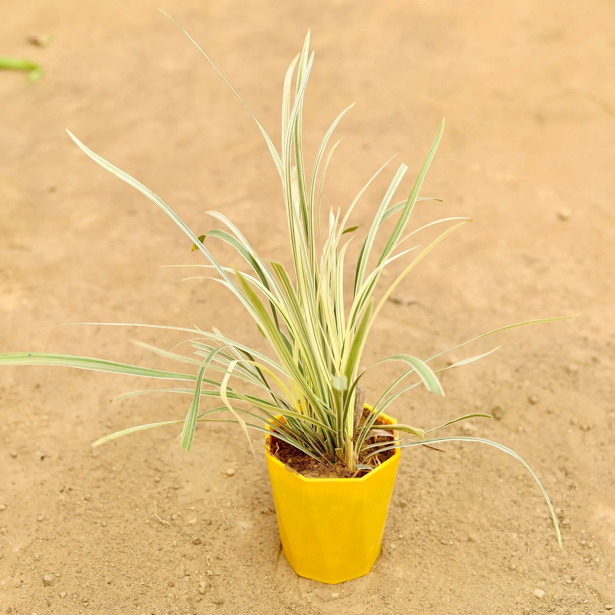 Ribbon Grass in 4 Inch Yellow Premium Diamanti Plastic Pot