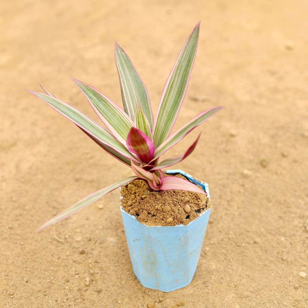 Buy Rhoeo / Durangi Pink in 4 Inch Blue Marble Premium Diamanti Plastic Pot Online | Urvann.com Rhoeo / Durangi Pink in 4 Inch Blue Marble Premium Diamanti Plastic Pot