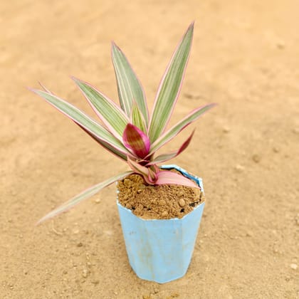 Buy Rhoeo / Durangi Pink in 4 Inch Blue Marble Premium Diamanti Plastic Pot Online | Urvann.com