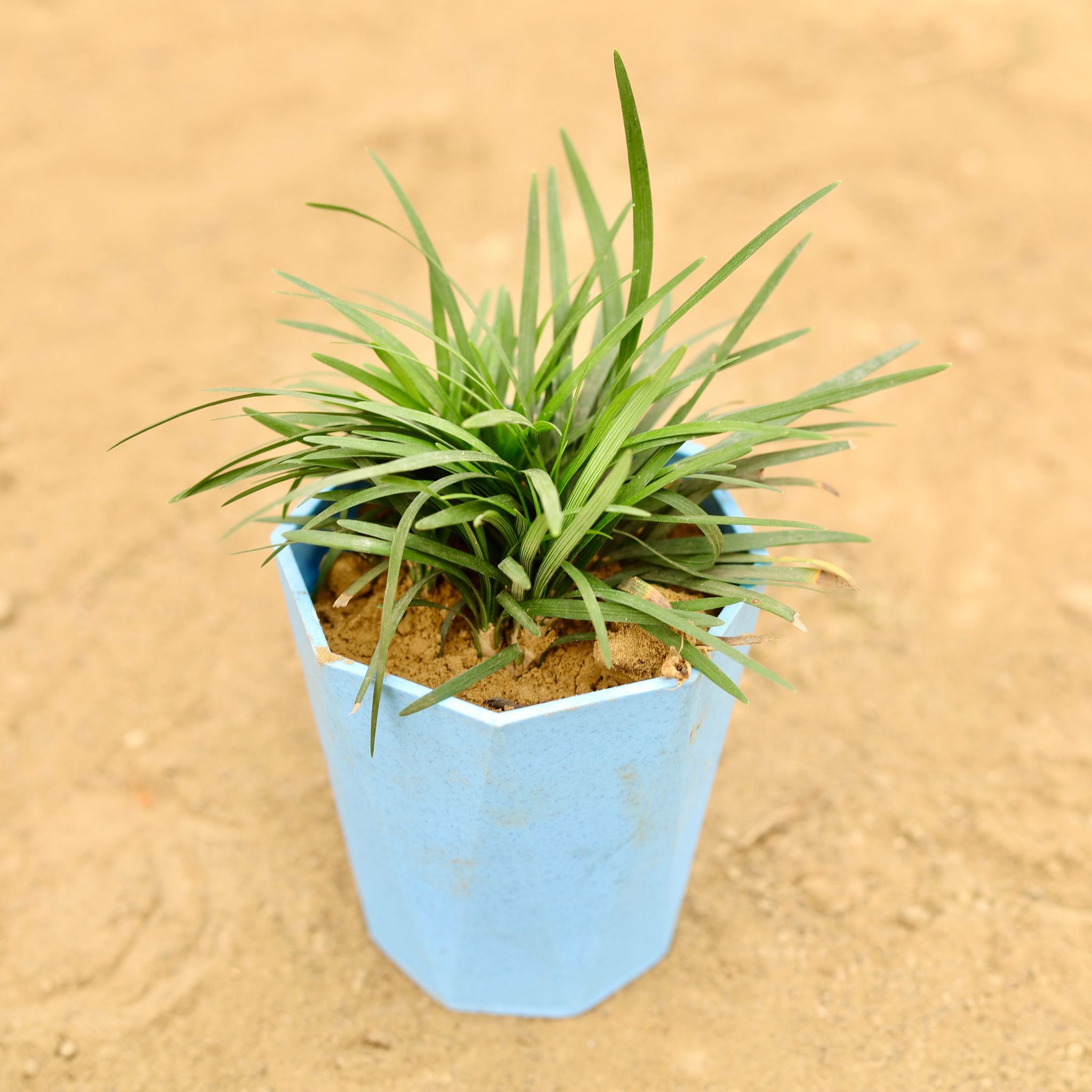 Black Grass in 4 Inch Blue Marble Premium Diamanti Plastic Pot