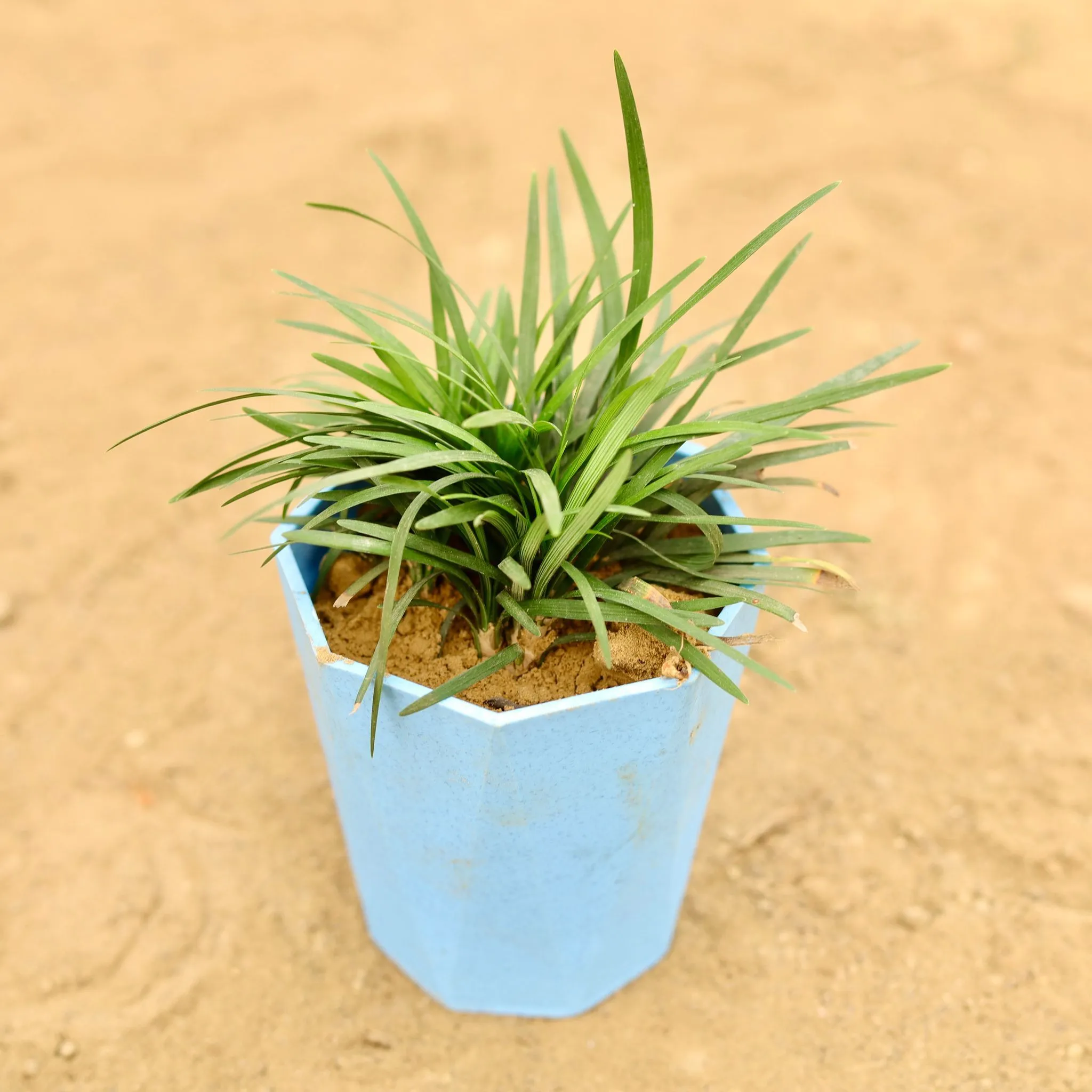 Black Grass in 4 Inch Blue Marble Premium Diamanti Plastic Pot