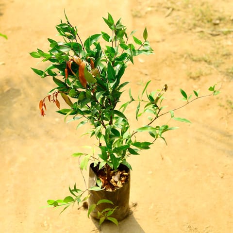 Syzygium / Christina Ficus in 6 Inch Nursery Bag