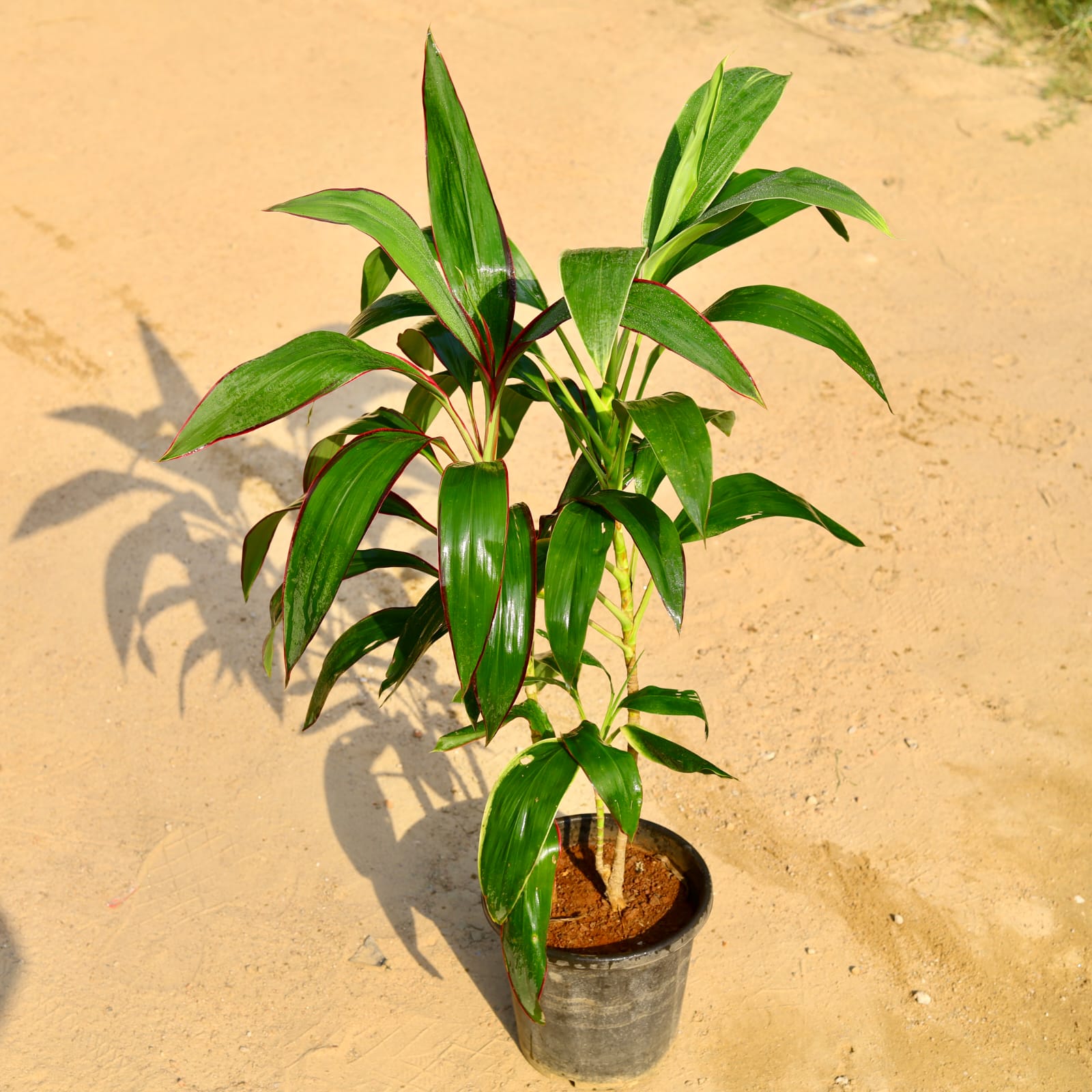 Dracaena Mahatma (2 - 3 Ft) in 8 Inch Nursery Pot