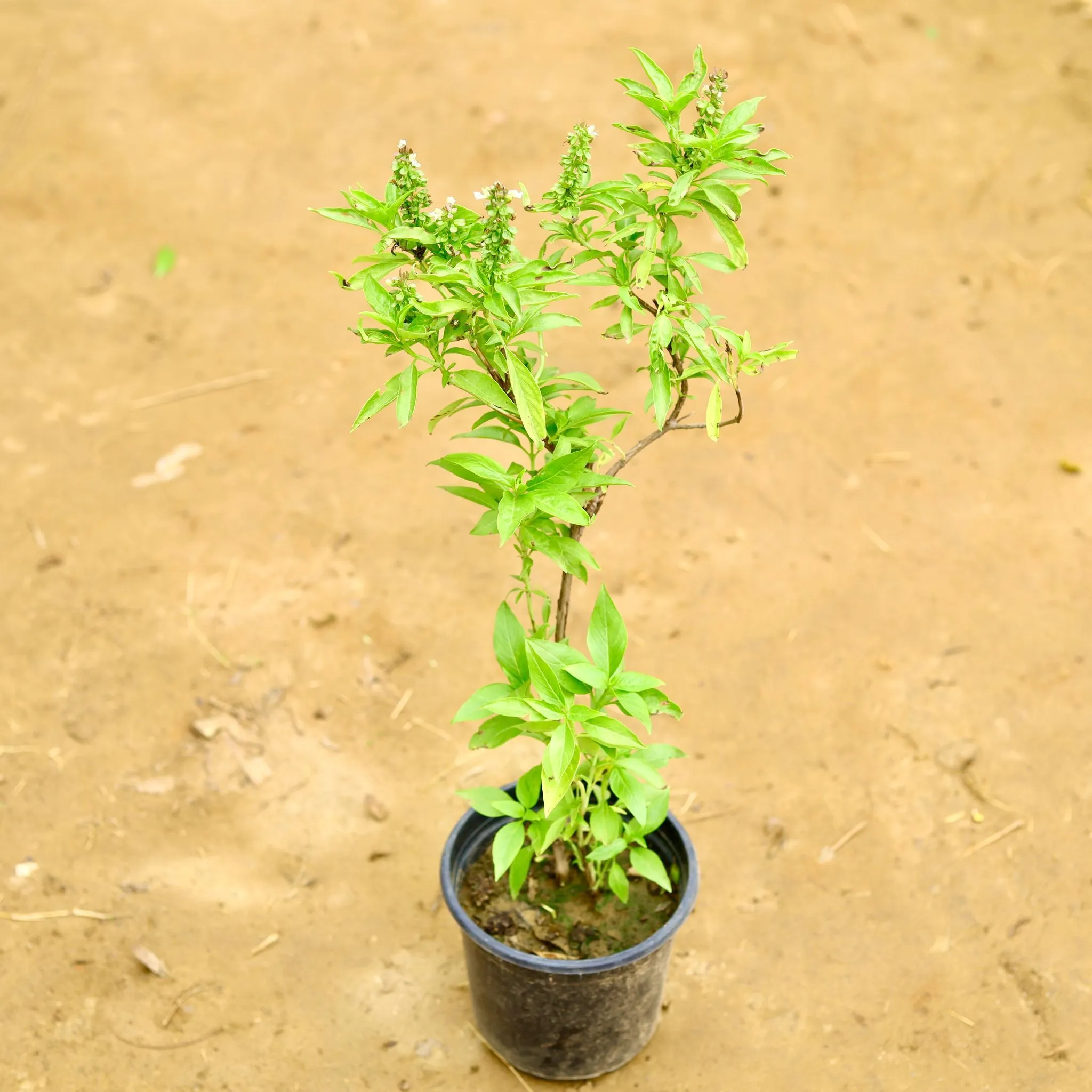 Rama Tulsi in 6 Inch Nursery Pot