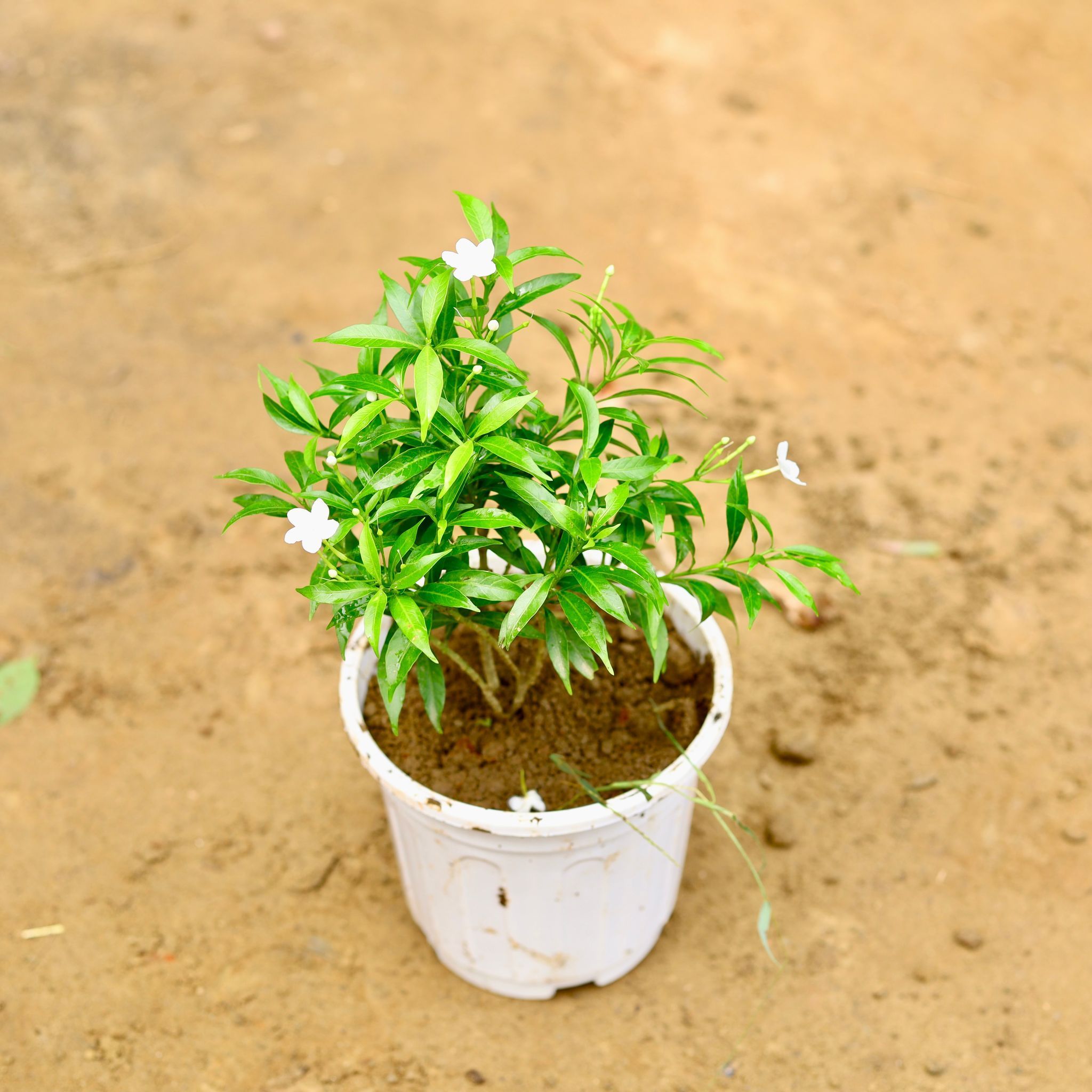 Chandni Dwarf / Jasmine in 6 Inch Super White Nursery Pot