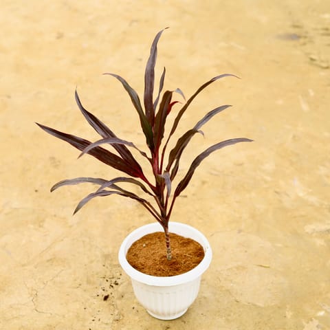 Dracaena Black in 8 Inch White Olive Plastic Pot