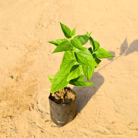 Harsingar / Parijat pune variety (~2 ft) in 5 Inch Nursery Bag