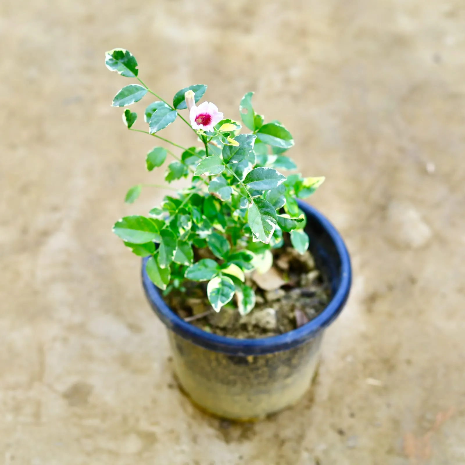 Tecoma Variegated in 8 Inch Nursery Pot