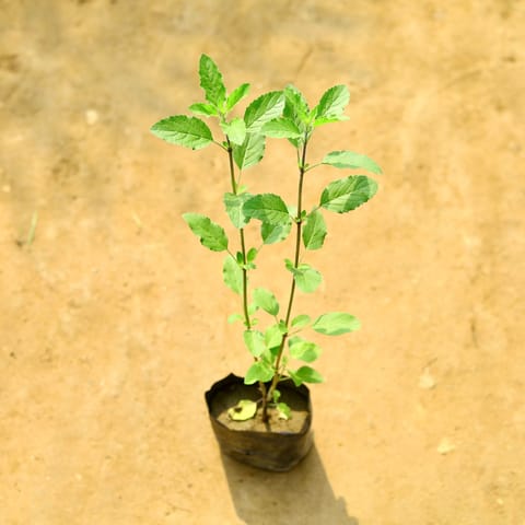 Tulsi Rama in 4 Inch Nursery Bag