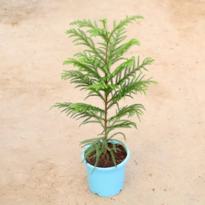 Buy Araucaria / Christmas Tree in 9 Inch Colorful Nursery Pot Online | Urvann.com