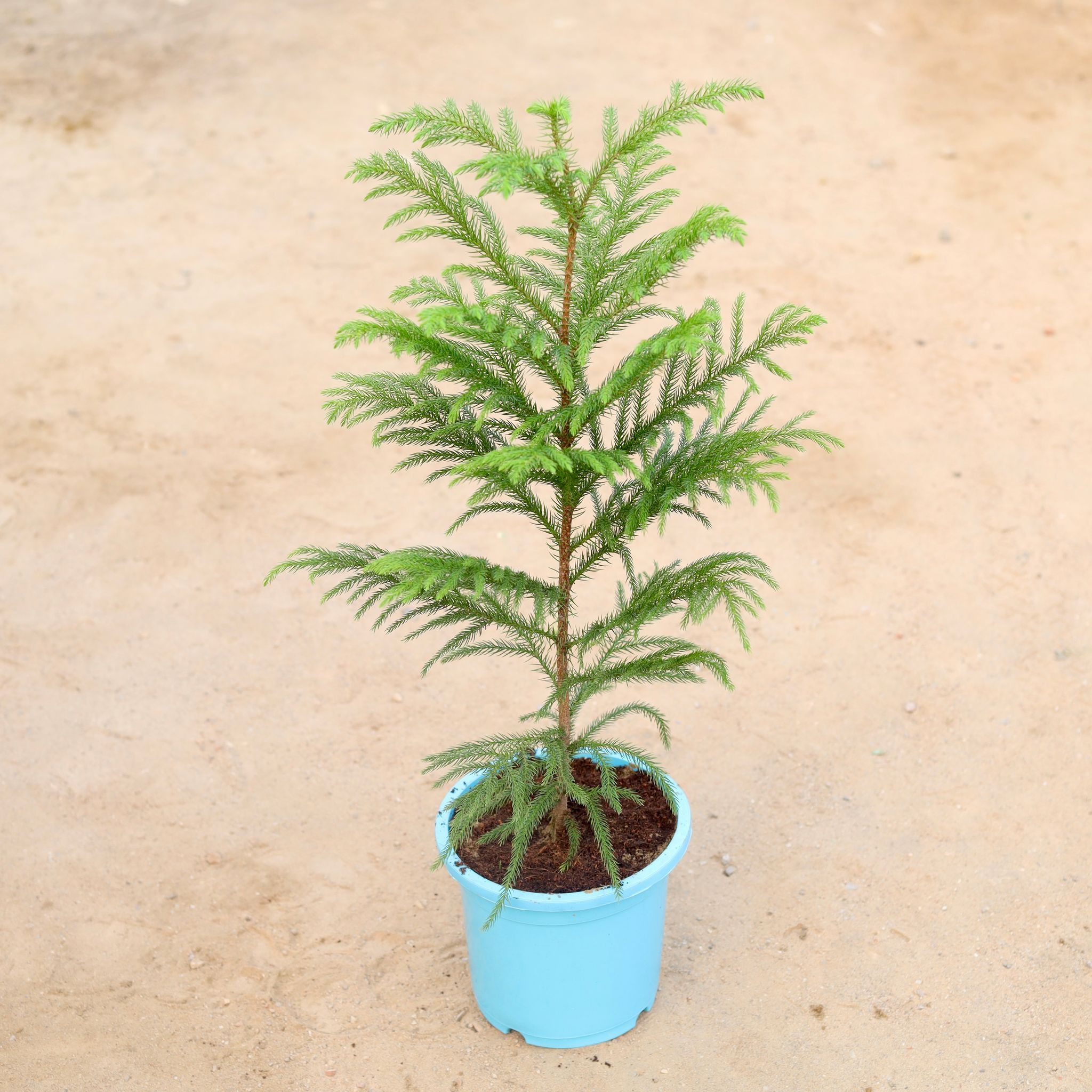 Araucaria / Christmas Tree in 9 Inch Colorful Nursery Pot