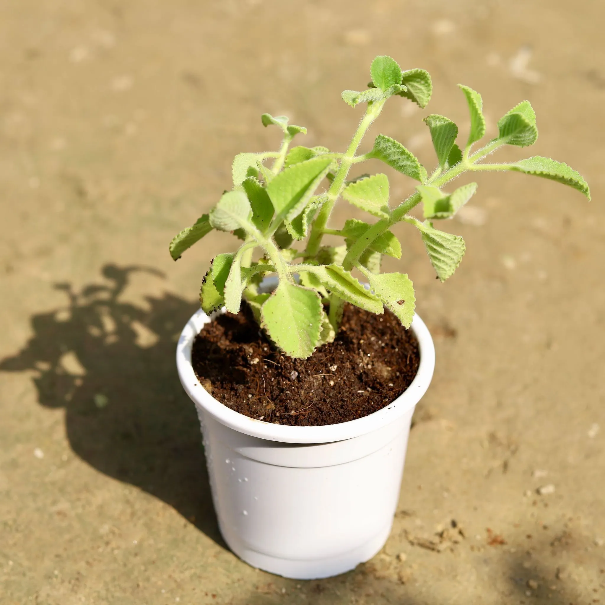 Ajwain in 5 Inch White Nursery Pot
