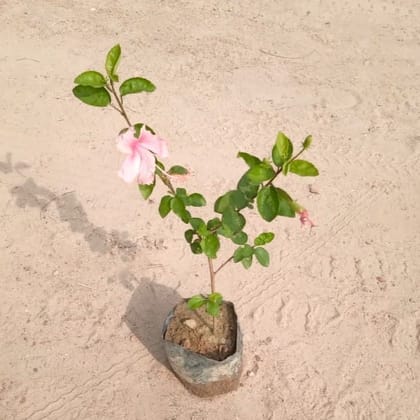 Hibiscus desi Pink / Gudhal in 4 Inch Nursery Bag