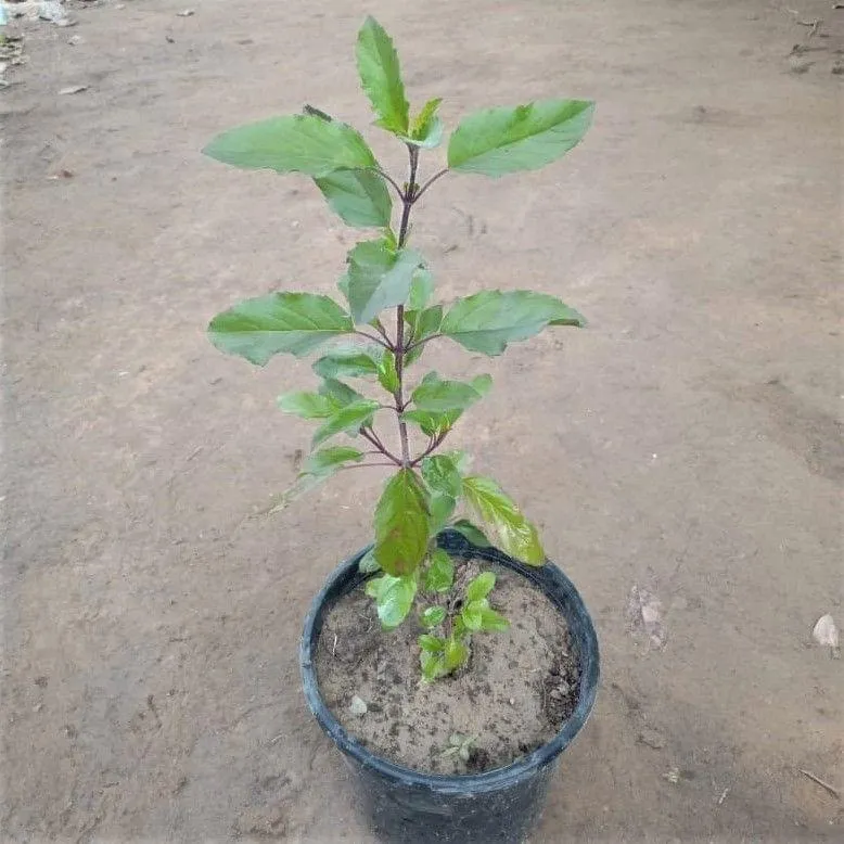 Shyama Tulsi in 5 Inch Nursery Pot