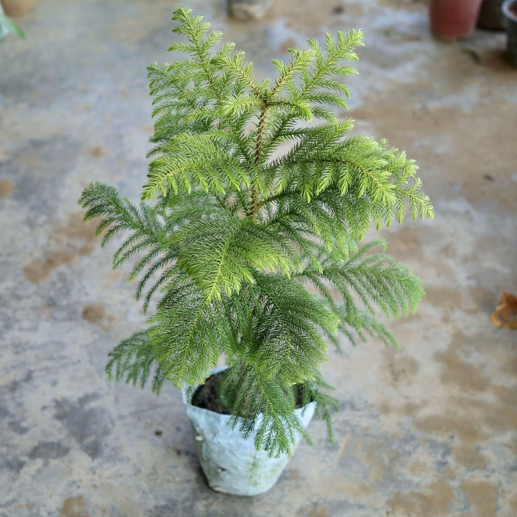 Araucaria / Christmas Tree in 6 Inch Nursery Bag Araucaria / Christmas Tree in 6 Inch Nursery Bag