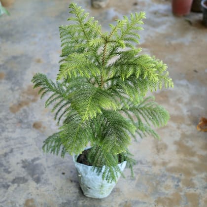 Araucaria / Christmas Tree in 6 Inch Nursery Bag