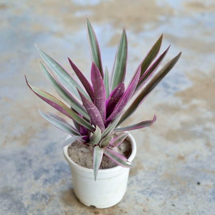 Rhoeo Discolour / Durangi in 4 Inch White Nursery Pot