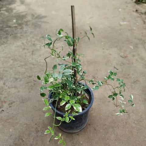 Verigated Tecoma (White / Light Pink) in 8 Inch Nursery Pot
