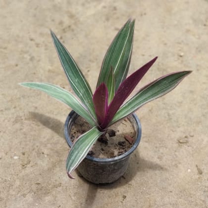 Buy Rhoeo Discolour in 4 Inch Plastic Pot Online | Urvann.com
