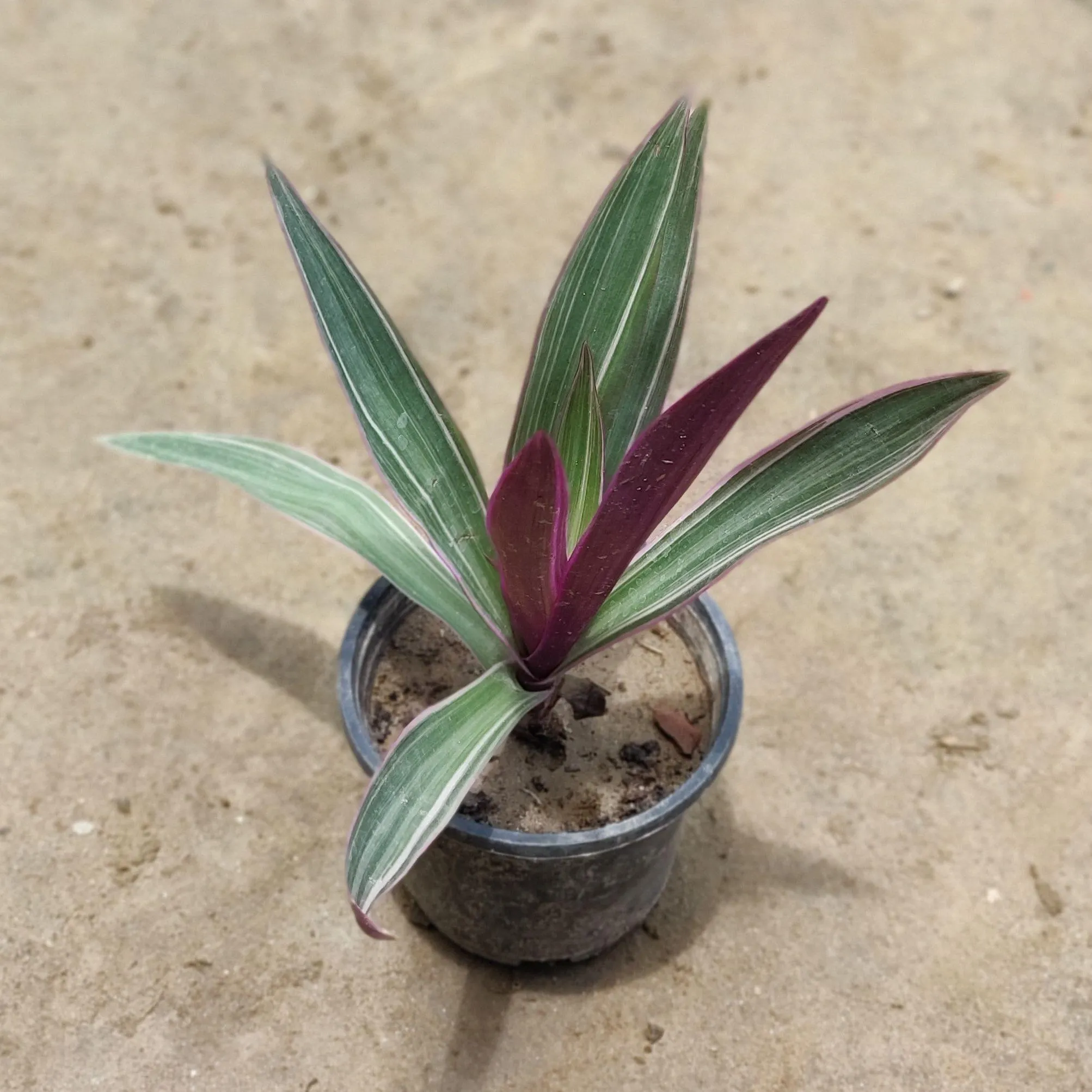 Rhoeo / Durangi Discolour in 4 Inch Nursery Pot
