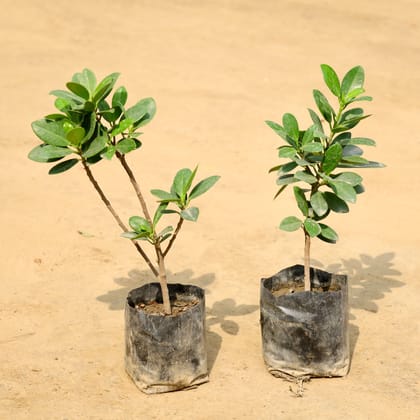 Buy Set of 2 - Ficus Long Island in 4 Inch Nursery Bag Online | Urvann.com