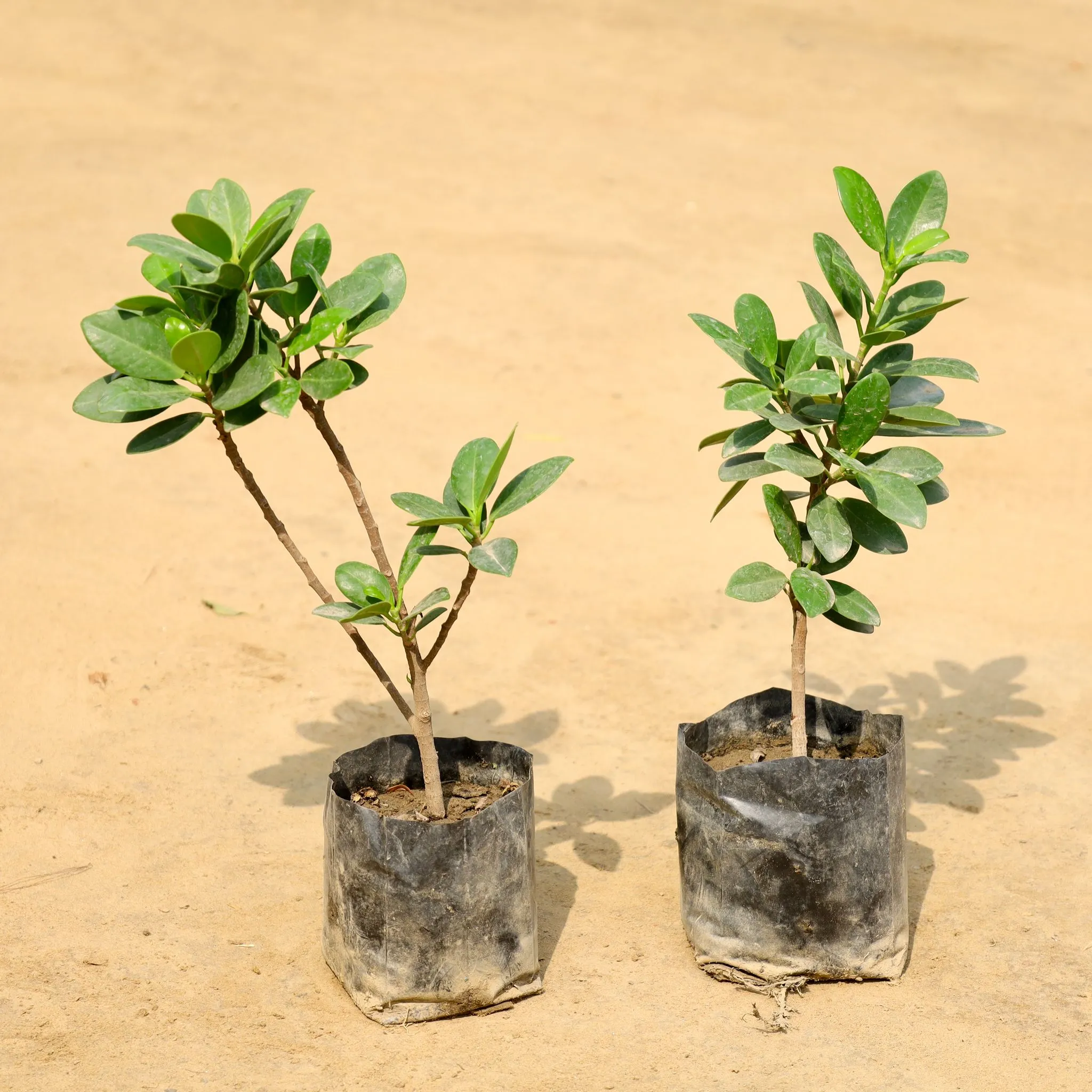 Set of 2 - Ficus Long Island in 4 Inch Nursery Bag