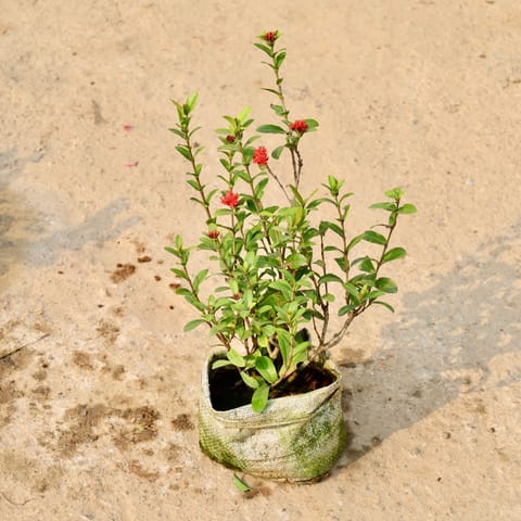Ixora Miniature (Any Colour) in 7 Inch Nursery Bag