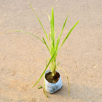 Buy Lemon Grass in 6 Inch Nursery Bag Online | Urvann.com