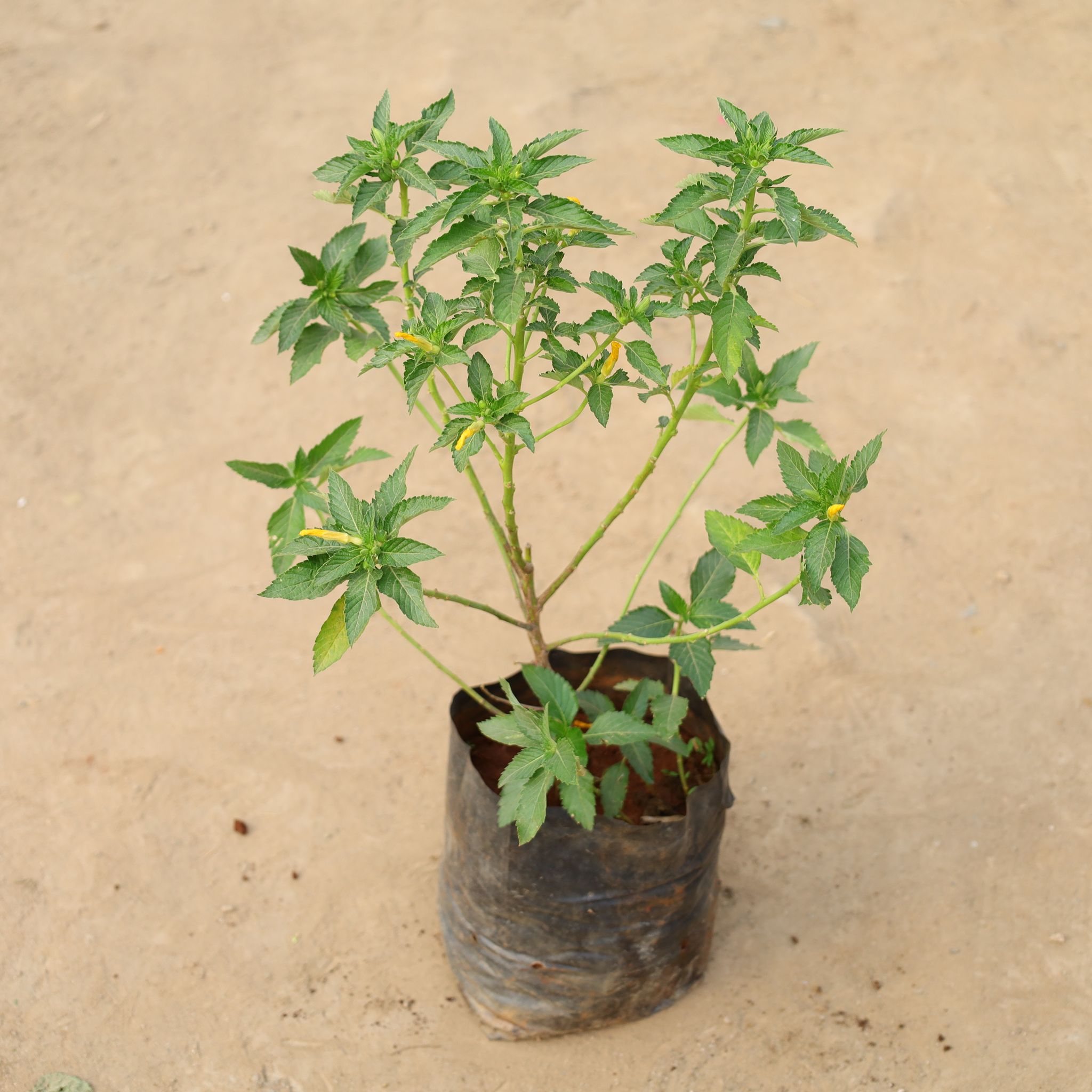 Turnera Ulmifolia / Good Morning in 8 Inch Nursery Bag