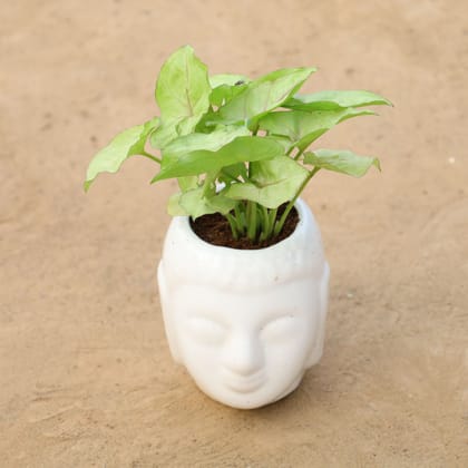 Buy Syngonium Golden in 4 Inch Buddha Designer Ceramic Pot Online | Urvann.com