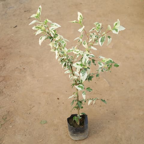 Hibiscus Variegated / Gudhal in 5 Inch Nursery Bag